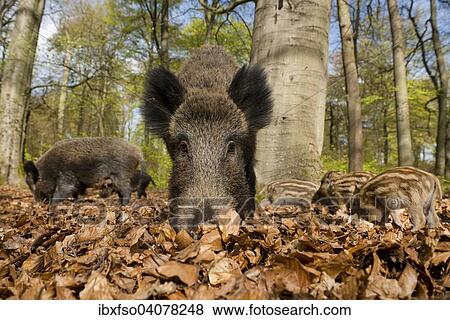 Stock Photo - "Wild boar (Sus scrofa) in spring in the woods, North Rhine-Westphalia, Germany, Europe". Fotosearch