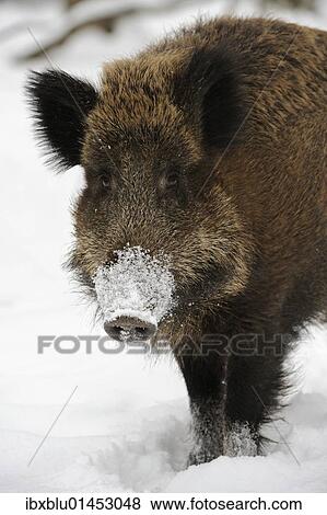Wild boar (Sus scrofa) in winter View Large Photo Image Stock Photo - Wild boar (Sus scrofa) in winter. Fotosearch