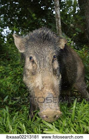 Stock Image - "Wild boar (Sus scrofa), Malaysia, Southeast Asia, Asia". Fotosearch