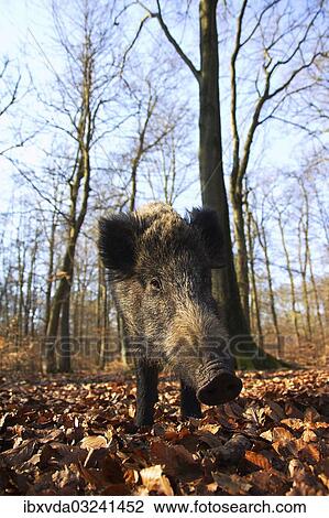 "Wild Boar (Sus scrofa), Naturpark Arnsberger Wald, Sauerland, North Rhine-Westphalia, Germany, Europe" View Large Photo Image Stock Image - "Wild Boar (Sus scrofa), Naturpark Arnsberger Wald, Sauerland, North Rhine-Westphalia, Germany, Europe". Fotosearch