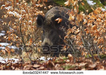 "Wild Boar (Sus scrofa), Naturpark Arnsberger Wald, Sauerland, North Rhine-Westphalia, Germany, Europe" View Large Photo Image Stock Photo - "Wild Boar (Sus scrofa), Naturpark Arnsberger Wald, Sauerland, North Rhine-Westphalia, Germany, Europe". Fotosearch