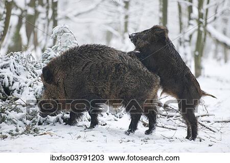 "Wild boar (Sus scrofa), old tusker and piglet, captive, Saxony, Germany, Europe" View Large Photo Image Stock Image - "Wild boar (Sus scrofa), old tusker and piglet, captive, Saxony, Germany, Europe". Fotosearch