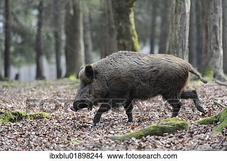 Wild boar (Sus scrofa) View Large Photo Image Picture - Wild boar (Sus scrofa). Fotosearch