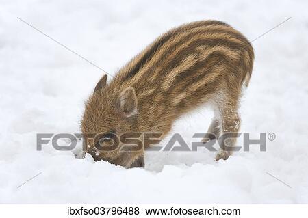 "Wild Boar (Sus scrofa), piglet digging in the snow, captive, Saxony, Germany, Europe" View Large Photo Image Stock Photo - "Wild Boar (Sus scrofa), piglet digging in the snow, captive, Saxony, Germany, Europe". Fotosearch