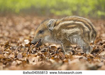 "Wild Boar (Sus scrofa), piglet in a spring forest, captive, North Rhine-Westphalia, Germany, Europe" View Large Photo Image Stock Image - "Wild Boar (Sus scrofa), piglet in a spring forest, captive, North Rhine-Westphalia, Germany, Europe". Fotosearch