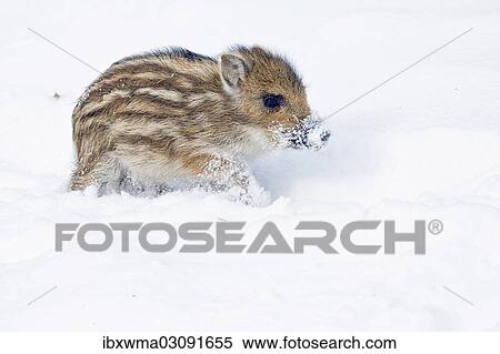 "Wild Boar (Sus scrofa), piglet in the snow, captive, Germany, Europe" View Large Photo Image Stock Photography - "Wild Boar (Sus scrofa), piglet in the snow, captive, Germany, Europe". Fotosearch