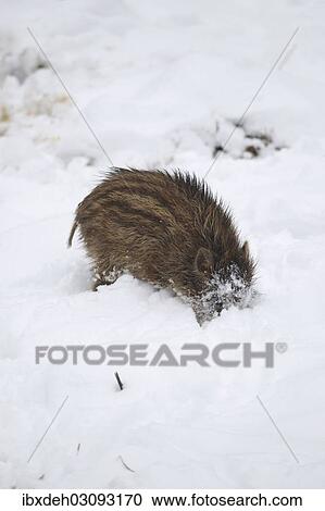 "Wild boar (Sus scrofa) piglet burrowing in the snow, Allgau, Swabia, Bavaria, Germany, Europe" View Large Photo Image Stock Image - "Wild boar (Sus scrofa) piglet burrowing in the snow, Allgau, Swabia, Bavaria, Germany, Europe". Fotosearch