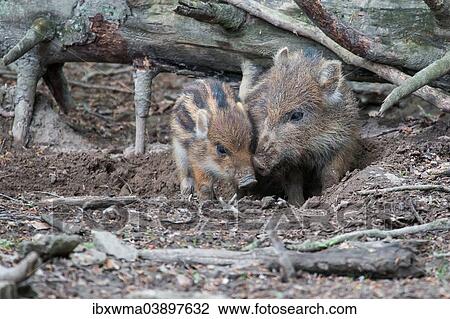 "Wild boar (Sus scrofa) piglets, North Hesse, Hesse, Germany, Europe" View Large Photo Image Stock Image - "Wild boar (Sus scrofa) piglets, North Hesse, Hesse, Germany, Europe". Fotosearch