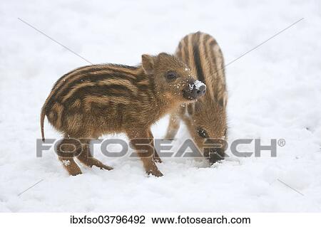 "Wild Boar (Sus scrofa) piglets standing in the snow, captive, Saxony, Germany, Europe" View Large Photo Image Stock Image - "Wild Boar (Sus scrofa) piglets standing in the snow, captive, Saxony, Germany, Europe". Fotosearch