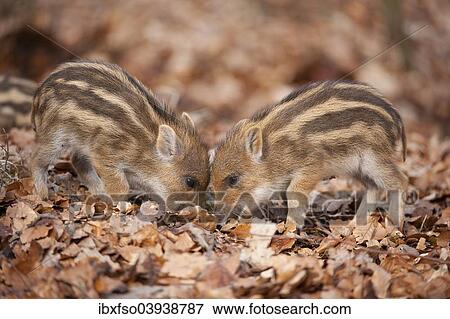 "Wild Boar (Sus scrofa) piglets, captive, North Rhine-Westphalia, Germany, Europe" View Large Photo Image Stock Photo - "Wild Boar (Sus scrofa) piglets, captive, North Rhine-Westphalia, Germany, Europe". Fotosearch