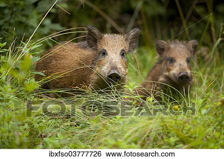 "Wild boar (Sus scrofa) piglets, captive, Saxony, Germany, Europe" View Large Photo Image Stock Photograph - "Wild boar (Sus scrofa) piglets, captive, Saxony, Germany, Europe". Fotosearch