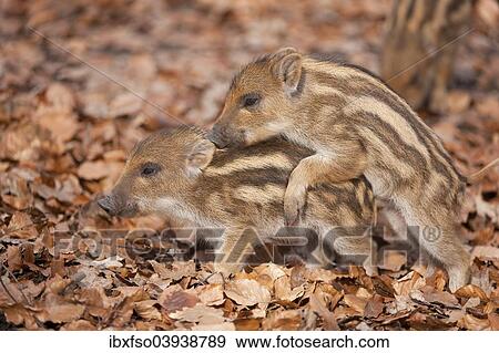"Wild Boar (Sus scrofa), playing piglets, captive, North Rhine-Westphalia, Germany, Europe" View Large Photo Image Stock Photo - "Wild Boar (Sus scrofa), playing piglets, captive, North Rhine-Westphalia, Germany, Europe". Fotosearch