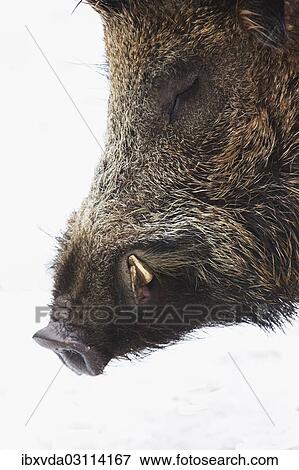 Stock Photo - "Wild boar (Sus scrofa), portrait of a boar, captive, Arnsberger Wald, Sauerland, North Rhine-Westphalia, Germany, Europe". Fotosearch