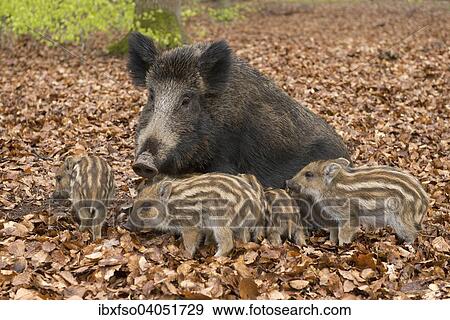 Stock Photo - "Wild Boar (Sus scrofa), sow and piglets, captive, North Rhine-Westphalia, Germany, Europe". Fotosearch