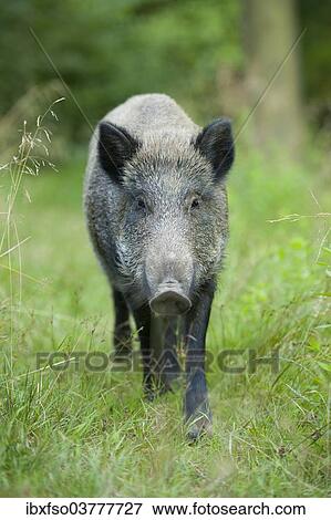 "Wild boar (Sus scrofa), sow, captive, Saxony, Germany, Europe" View Large Photo Image Stock Photo - "Wild boar (Sus scrofa), sow, captive, Saxony, Germany, Europe". Fotosearch