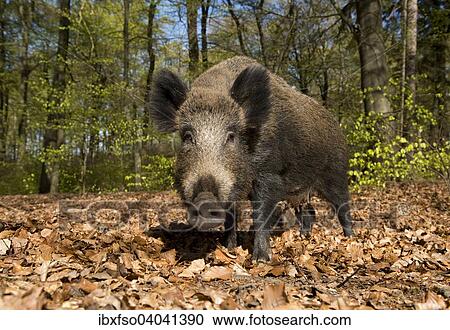 Stock Image - "Wild Boar (Sus scrofa), Sow in a spring forest, captive, North Rhine-Westphalia, Germany, Europe". Fotosearch