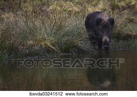 "Wild Boar (Sus scrofa) standing in a pond in search of food, Naturpark Arnsberger Wald, Sauerland, North Rhine-Westphalia, Germany, Europe" View Large Photo Image Stock Image - "Wild Boar (Sus scrofa) standing in a pond in search of food, Naturpark Arnsberger Wald, Sauerland, North Rhine-Westphalia, Germany, Europe". Fotosearch