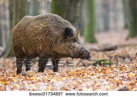 Wild boar (Sus scrofa) View Large Photo Image Stock Photo - Wild boar (Sus scrofa). Fotosearch