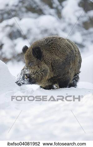 "Wild boar (Sus scrofa), strong boar standing in the snow, captive, Saxony, Germany, Europe" View Large Photo Image Stock Image - "Wild boar (Sus scrofa), strong boar standing in the snow, captive, Saxony, Germany, Europe". Fotosearch