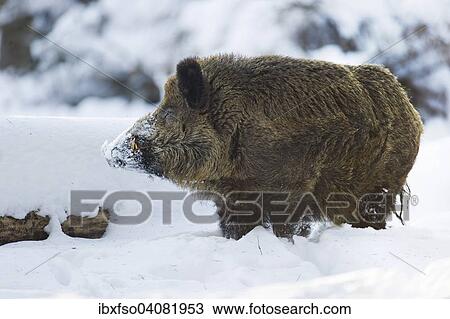 "Wild boar (Sus scrofa), strong boar standing in the snow, captive, Saxony, Germany, Europe" View Large Photo Image Stock Image - "Wild boar (Sus scrofa), strong boar standing in the snow, captive, Saxony, Germany, Europe". Fotosearch