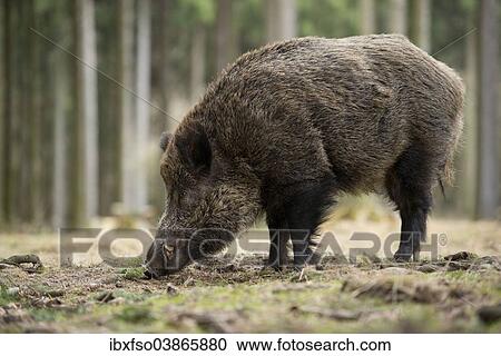 "Wild Boar (Sus scrofa), tusker in winter coat, captive, Saxony, Germany, Europe" View Large Photo Image Stock Image - "Wild Boar (Sus scrofa), tusker in winter coat, captive, Saxony, Germany, Europe". Fotosearch