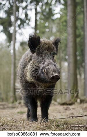 "Wild Boar (Sus scrofa), tusker in winter coat, captive, Saxony, Germany, Europe" View Large Photo Image Stock Image - "Wild Boar (Sus scrofa), tusker in winter coat, captive, Saxony, Germany, Europe". Fotosearch