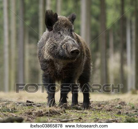 "Wild Boar (Sus scrofa), tusker in winter coat, captive, Saxony, Germany, Europe" View Large Photo Image Stock Photo - "Wild Boar (Sus scrofa), tusker in winter coat, captive, Saxony, Germany, Europe". Fotosearch