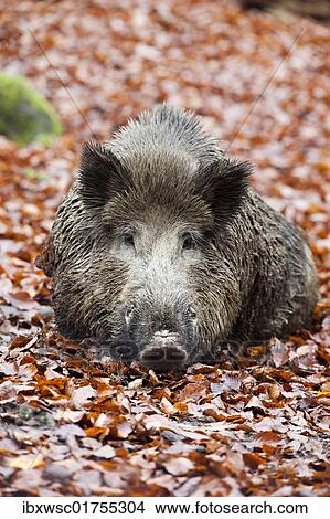 "Wild boar (Sus scrofa), tusker" View Large Photo Image Picture - "Wild boar (Sus scrofa), tusker". Fotosearch