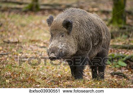 "Wild Boar (Sus scrofa), tusker, captive, Saxony, Germany, Europe" View Large Photo Image Stock Image - "Wild Boar (Sus scrofa), tusker, captive, Saxony, Germany, Europe". Fotosearch