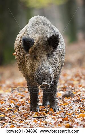 "Wild boar (Sus scrofa), tusker" View Large Photo Image Stock Photo - "Wild boar (Sus scrofa), tusker". Fotosearch