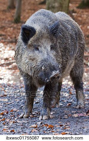 "Wild boar (Sus scrofa), tusker" View Large Photo Image Stock Photo - "Wild boar (Sus scrofa), tusker". Fotosearch