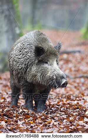 "Wild boar (Sus scrofa), tusker" View Large Photo Image Stock Photo - "Wild boar (Sus scrofa), tusker". Fotosearch