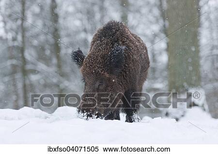 "Wild Boar (Sus scrofa), tusker foraging in the snow, captive, Bavaria, Germany, Europe" View Large Photo Image Stock Photography - "Wild Boar (Sus scrofa), tusker foraging in the snow, captive, Bavaria, Germany, Europe". Fotosearch