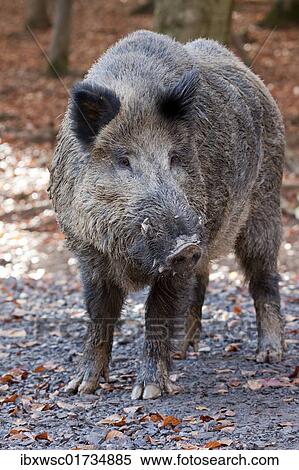 "Wild boar (Sus scrofa), tusker" View Large Photo Image Stock Photography - "Wild boar (Sus scrofa), tusker". Fotosearch
