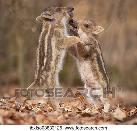 "Wild boar (Sus scrofa), two piglets play-fighting, captive, Saxony, Germany, Europe" View Large Photo Image Stock Photograph - "Wild boar (Sus scrofa), two piglets play-fighting, captive, Saxony, Germany, Europe". Fotosearch