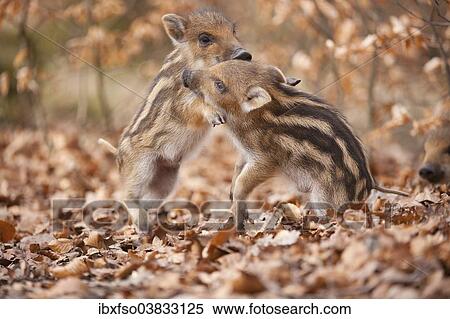 "Wild boar (Sus scrofa), two piglets play-fighting, captive, Saxony, Germany, Europe" View Large Photo Image Stock Photography - "Wild boar (Sus scrofa), two piglets play-fighting, captive, Saxony, Germany, Europe". Fotosearch