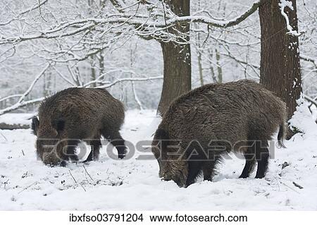 "Wild boar (Sus scrofa), two young tuskers foraging in the snow, captive, Saxony, Germany, Europe" View Large Photo Image Picture - "Wild boar (Sus scrofa), two young tuskers foraging in the snow, captive, Saxony, Germany, Europe". Fotosearch
