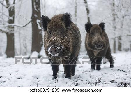 "Wild boar (Sus scrofa), two young tuskers standing in the snow, captive, Saxony, Germany, Europe" View Large Photo Image Stock Photo - "Wild boar (Sus scrofa), two young tuskers standing in the snow, captive, Saxony, Germany, Europe". Fotosearch