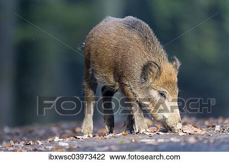 "Wild Boar (Sus scrofa), Vulkaneifel district, Rhineland-Palatinate, Germany, Europe" View Large Photo Image Stock Image - "Wild Boar (Sus scrofa), Vulkaneifel district, Rhineland-Palatinate, Germany, Europe". Fotosearch