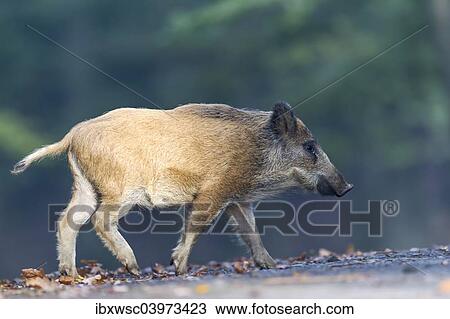 "Wild Boar (Sus scrofa), Vulkaneifel district, Rhineland-Palatinate, Germany, Europe" View Large Photo Image Stock Image - "Wild Boar (Sus scrofa), Vulkaneifel district, Rhineland-Palatinate, Germany, Europe". Fotosearch