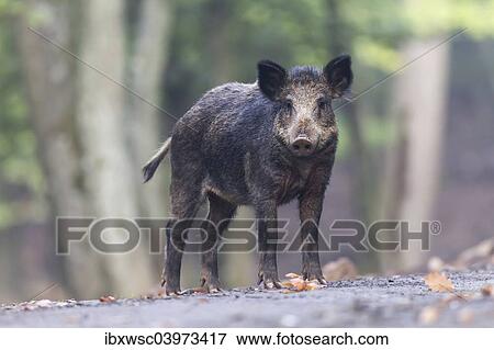 "Wild Boar (Sus scrofa), Vulkaneifel district, Rhineland-Palatinate, Germany, Europe" View Large Photo Image Stock Photo - "Wild Boar (Sus scrofa), Vulkaneifel district, Rhineland-Palatinate, Germany, Europe". Fotosearch