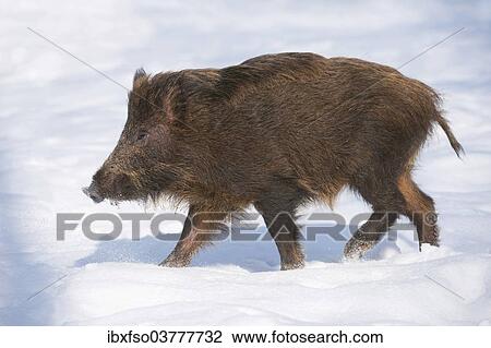 "Wild boar (Sus scrofa), wild boar in snow, captive, Saxony, Germany, Europe" View Large Photo Image Stock Image - "Wild boar (Sus scrofa), wild boar in snow, captive, Saxony, Germany, Europe". Fotosearch