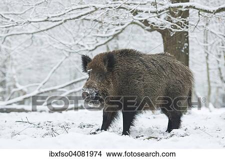 "Wild boar (Sus scrofa), wild boar standing in the snow, captive, Saxony, Germany, Europe" View Large Photo Image Picture - "Wild boar (Sus scrofa), wild boar standing in the snow, captive, Saxony, Germany, Europe". Fotosearch