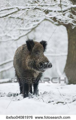 "Wild boar (Sus scrofa), wild boar standing in the snow, captive, Saxony, Germany, Europe" View Large Photo Image Stock Photograph - "Wild boar (Sus scrofa), wild boar standing in the snow, captive, Saxony, Germany, Europe". Fotosearch