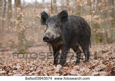 "Wild Boar (Sus scrofa), wild sow, captive, North Rhine-Westphalia, Germany, Europe" View Large Photo Image Picture - "Wild Boar (Sus scrofa), wild sow, captive, North Rhine-Westphalia, Germany, Europe". Fotosearch