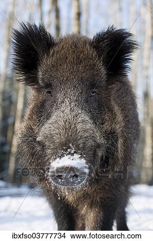 "Wild boar (Sus scrofa), young tusker, captive, Saxony, Germany, Europe" View Large Photo Image Picture - "Wild boar (Sus scrofa), young tusker, captive, Saxony, Germany, Europe". Fotosearch