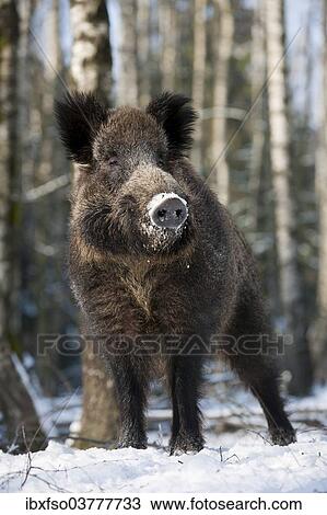 "Wild boar (Sus scrofa), young tusker, captive, Saxony, Germany, Europe" View Large Photo Image Stock Image - "Wild boar (Sus scrofa), young tusker, captive, Saxony, Germany, Europe". Fotosearch
