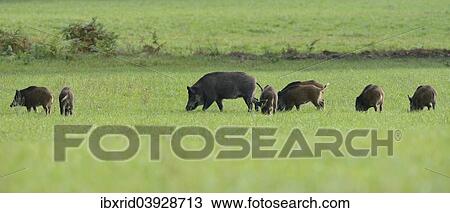 "Wild Boars (Sus scrofa) feeding on a meadow, Diersfordter Wald, North Rhine-Westphalia, Germany, Europe" View Large Photo Image Stock Image - "Wild Boars (Sus scrofa) feeding on a meadow, Diersfordter Wald, North Rhine-Westphalia, Germany, Europe". Fotosearch
