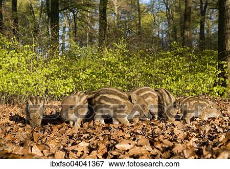 Stock Photo - "Wild Boars (Sus scrofa), piglets in a spring forest, captive, North Rhine-Westphalia, Germany, Europe". Fotosearch