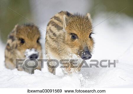 "Wild Boars (Sus scrofa), piglets in the snow, captive, Hesse, Germany, Europe" View Large Photo Image Stock Photo - "Wild Boars (Sus scrofa), piglets in the snow, captive, Hesse, Germany, Europe". Fotosearch